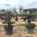 Olivovník európsky (Olea europaea) ´ARBEQUINA´ - výška 100-120 cm, kont. C130L - PONPON (-12°C)